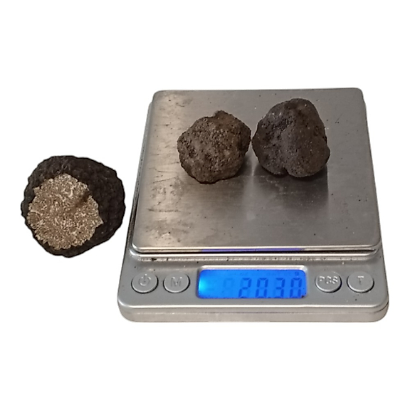 Taze Siyah Trüf Mantarı 20 g – 2. Boy (10–15 g)